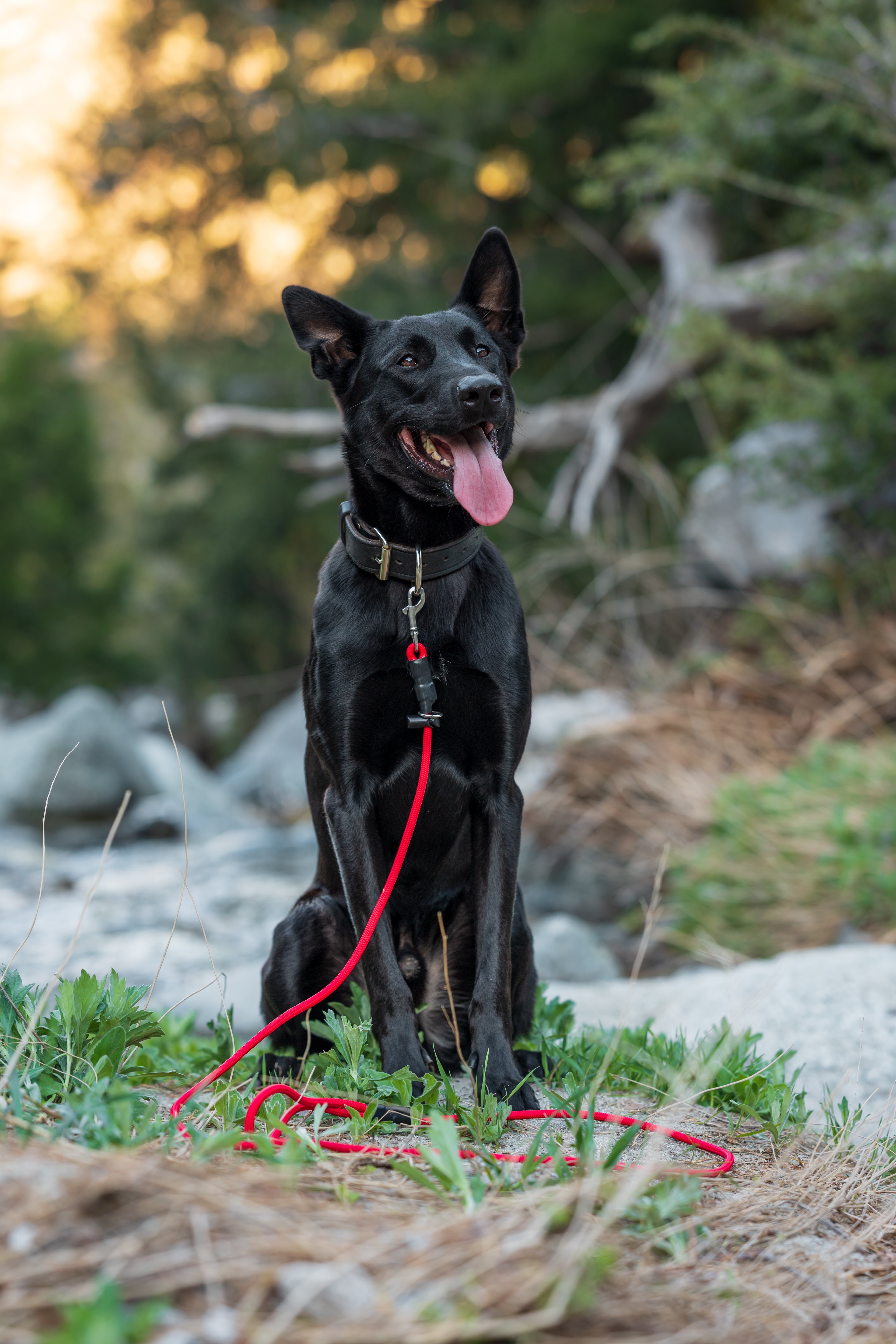 8mm Dual Purpose Leash