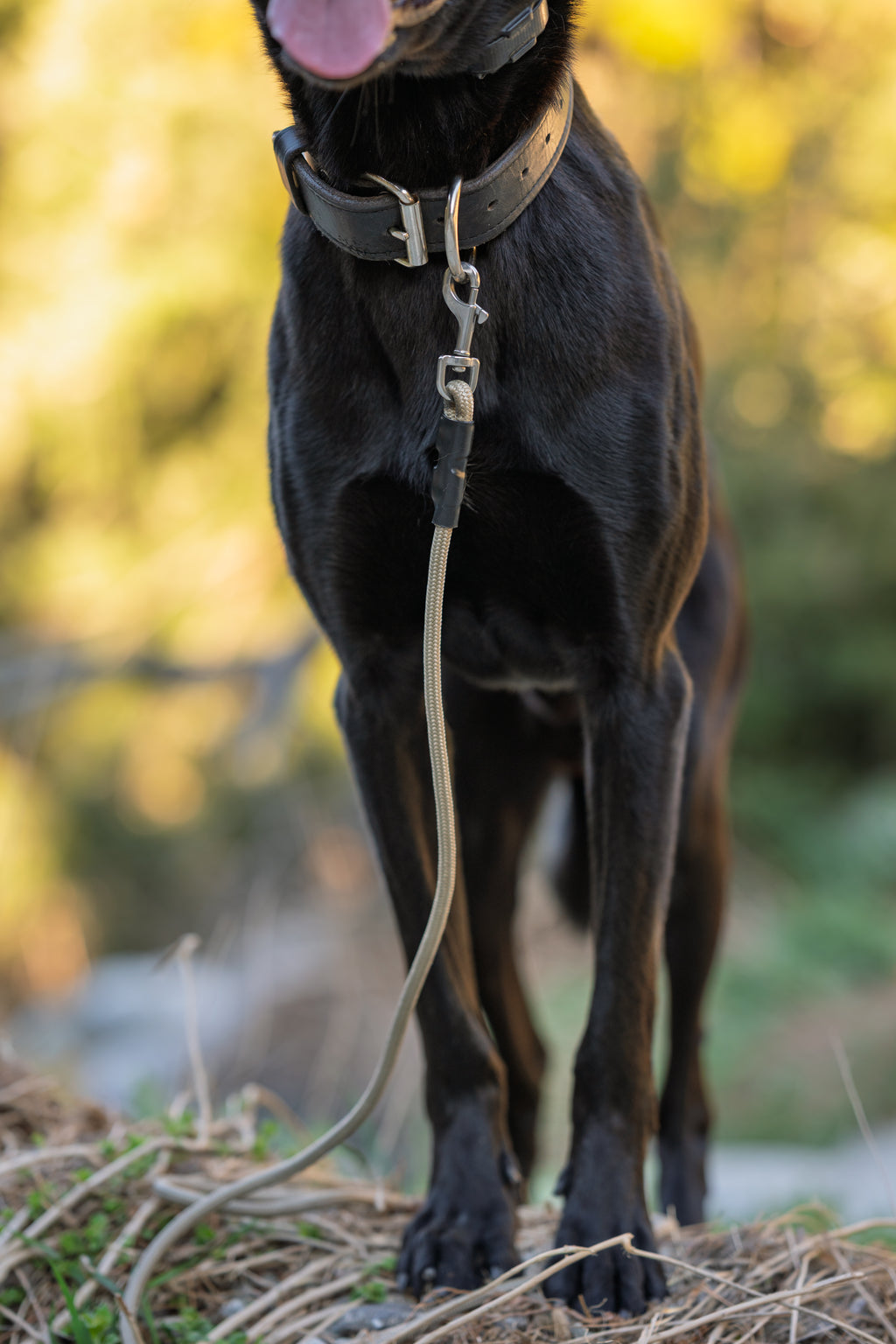 8mm Standard Clip Leash
