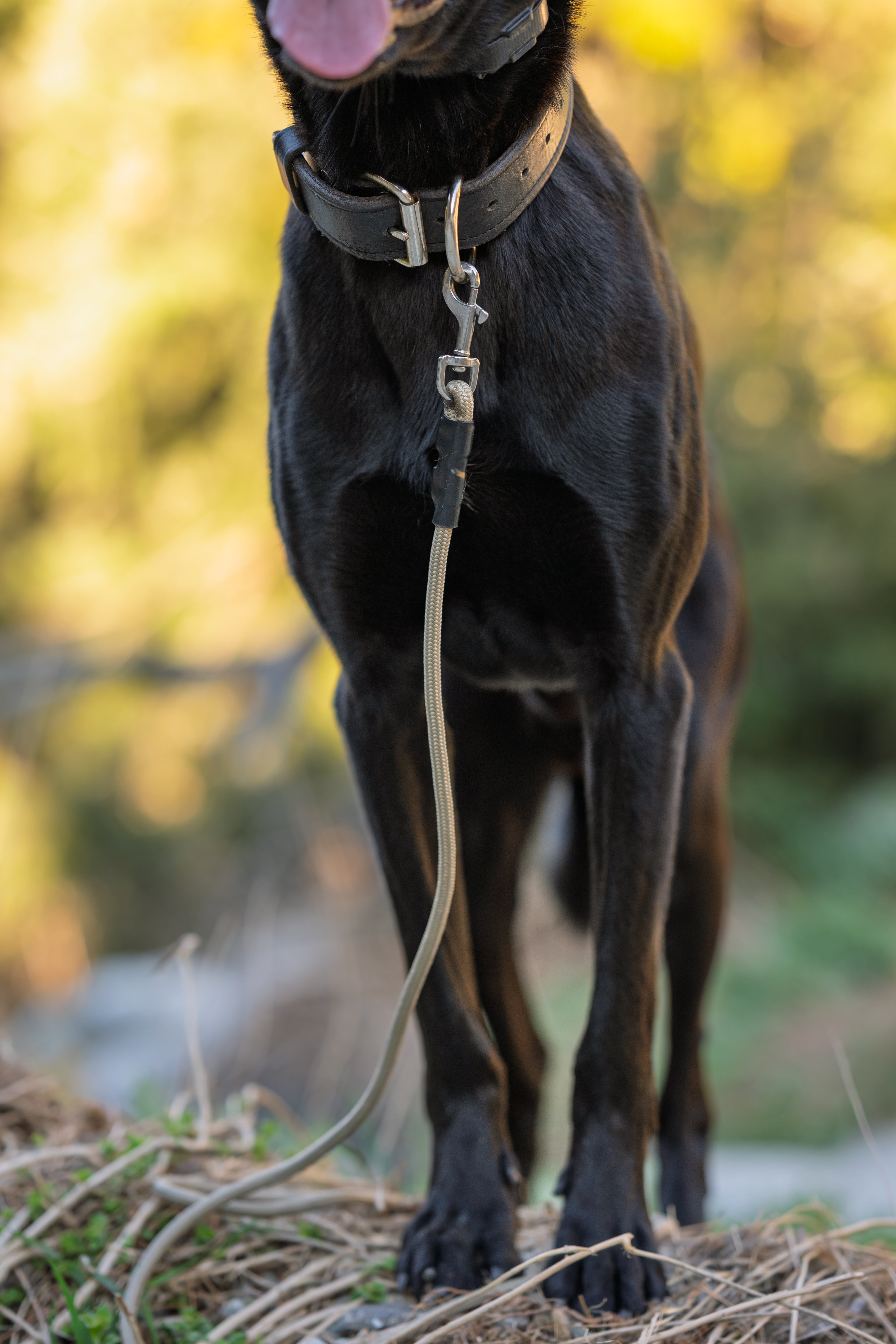 8mm Standard Clip Leash
